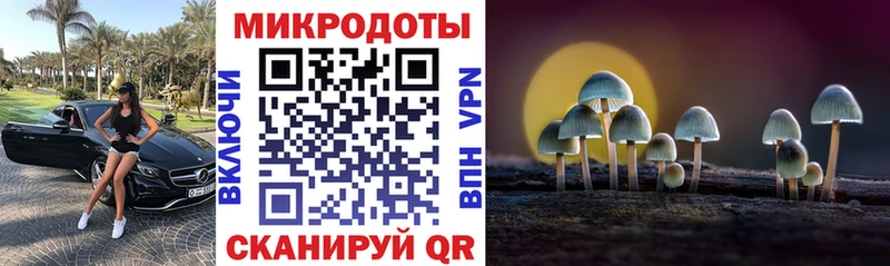 Купить  Избербаш  Псилоцибиновые грибы Psilocybe 